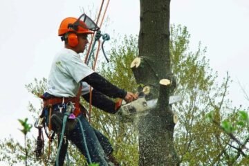 Tree Removal Service