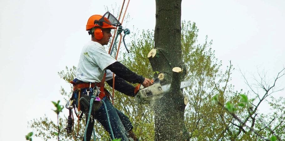 Tree Removal Service